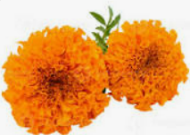 Screenshot 2025-05-24 211710