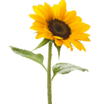 sunflower-png-12